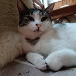 Alex Saccone - @alexsaccone9 - Instagram