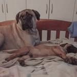 Alex & Sadie the bullmastiffs - @alexander_and_sadie - Instagram