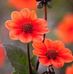 Alex Safi - Facebook