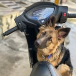 Alexsa German Shepherd - @alexsagermanshepherd_08 - Instagram