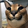user7599468994945 - @alexsaha00 - TikTok