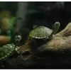 Черепашки - @alexsalamatin - TikTok