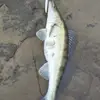 Alex__Semenov - @alex__semenov - TikTok