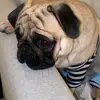 alexsemenov9800 - @alexsemenov9800 - TikTok