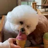 Alex Seung - @alex.seung53 - TikTok