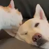 alexrelax7 - @alexseung - TikTok