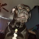 alex shafer - @smokingbear7101 - Instagram