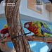 Alex Simeone - Facebook