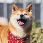 Shiba Taka - @alex_siub - Instagram