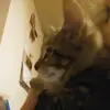 alextilley14 - @mekiahthekitty - TikTok