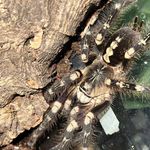 Alex Trejo - @alexthecrittercatcher - Instagram