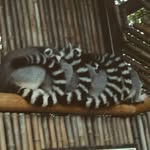 alexander - @alex_verdi_cotts - Instagram