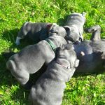 Alex Wehrle - @french_bulldogs_bluepearls - Instagram