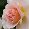 Alexsandra Whitton - @alexsandrawhitton - TikTok