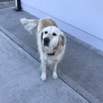 Alexwhitty - @marleythegoldenretriever6 - Instagram