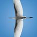 Alex Woolf Ciechanowska - Facebook