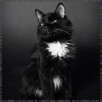 Alex Wrona - @rosepeppercpx - Instagram