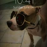 Pitbull~MEHKAMA _007 - @alexa_blue_eye - Instagram
