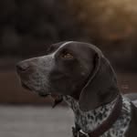 Alexa vom Banzger | Jagdhund - @deutschkurzhaar.alexa - Instagram