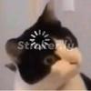 alexadonelly - @alex_donelly - TikTok