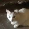 Alexa Duarte - @sprinkledonutspluggys - TikTok