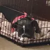 alexahook7 - @the_cutest_dog17 - TikTok