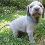 Alexa John - @weimaraner154 - Instagram