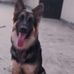 Alexa The German Shepherd - Facebook