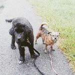 Alexa Snyder - @franklinsfriendsandfosters - Instagram