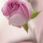 Alexander Albin - Facebook
