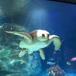 Joel Alexander Applegate - @joelapplegate - Instagram