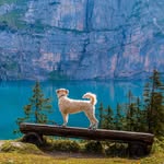 THE DOG FARM OFFICIELLE PAGE - @alexander_abdel_aziz - Instagram