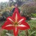 Alexander blanco - Facebook