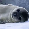 Alexander Boddy - @sealninja123 - TikTok