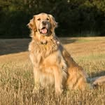🐶Alexander Falls!🐶 - @alexander.falls - Instagram
