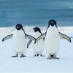 Alexander fish - @reiz614 - Instagram