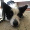 Morris de hond - @alexanderhess1 - TikTok