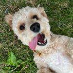 Jasper Alexander Humphrey Furfurr - @jasperthecavapooo - Instagram
