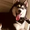 alexanderjaen494 - @alexanderjaen3 - TikTok