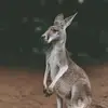 Alexander Jaquez - @alexander.teamcanguro - TikTok