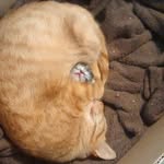 Alexander Kitchens - @sleepykittens1.0 - Instagram