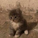 olakase - @alexander_lawther - Instagram