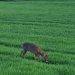 Alexander Lay - @jagdrevier_muenzesheim2 - Instagram