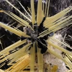 Jason Alexander - @alexanderminerals - Instagram
