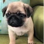 Pug Nation ❤️ - @ale.xandernorman - Instagram