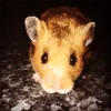 Mickey Alexander nuttall - @mickeyloves123 - TikTok