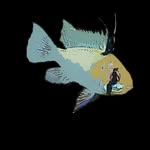 Alexander Parent - @method_aquatics - Instagram