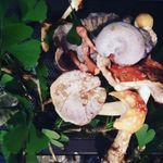 Alexander Pitman - @moonfruitmedicinals - Instagram