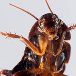 Alexander Roach - @cockroach_king0 - Instagram