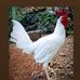 Alexander Rossi - Facebook